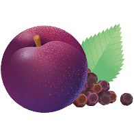 Pflaume mit grünem Blatt und kleinen dunklen Beeren.